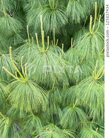 Full frame of pine tree long needles. Green textured background with evergreen tree branches. Full frame of pine tree long needles. Green textured background with evergreen tree branches. 125837434