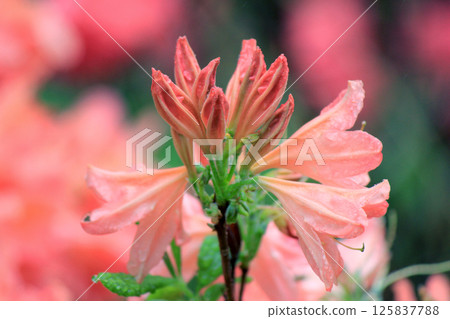 Evergreen growth - rhododendron, during the flowering period. Evergreen growth - rhododendron, during the flowering period. 125837788