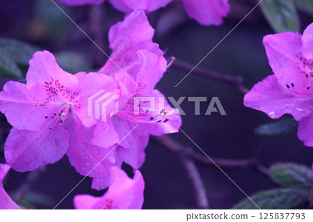 purple rhododendronin the botanical garden 125837793