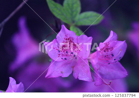 purple rhododendronin the botanical garden purple rhododendronin the botanical garden 125837794