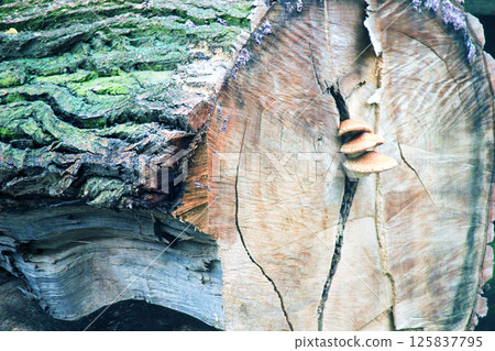A cut of a large tree on which a wild mushroom has grown A cut of a large tree on which a wild mushroom has grown 125837795
