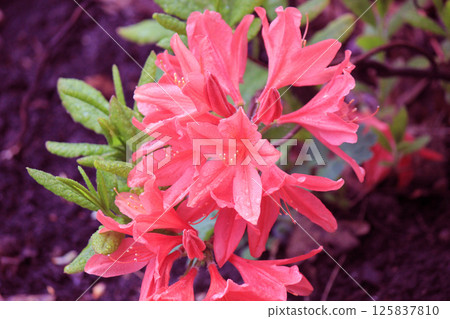 Evergreen growth - rhododendron, during the flowering period. 125837810
