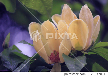 Yellow magnolias in the botanical garden under light rain in the evening. Yellow magnolias in the botanical garden under light rain in the evening. 125837811