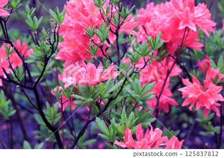 Evergreen growth - rhododendron, during the flowering period. Evergreen growth - rhododendron, during the flowering period. 125837812