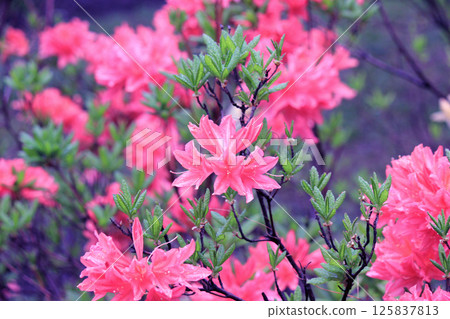 Evergreen growth - rhododendron, during the flowering period. Evergreen growth - rhododendron, during the flowering period. 125837813