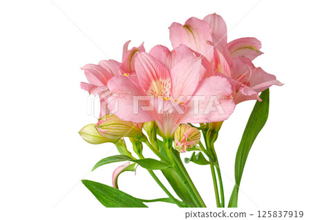 pink alstroemeria flower, Lily of the Incas, in vase on isolated white background pink alstroemeria flower, Lily of the Incas, in vase on isolated white background 125837919