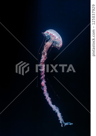 underwater photos of purple striped jelly chrysaora colorata 125837929