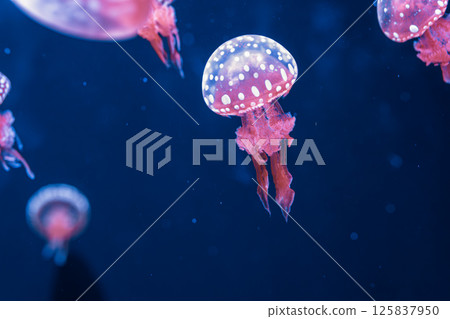 underwater photography jellyfish mastigias papua, spotted jelly, lagoon jelly, golden medusa underwater photography jellyfish mastigias papua, spotted jelly, lagoon jelly, golden medusa 125837950