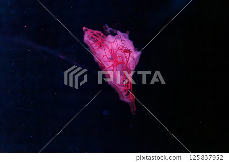 underwater photography jellyfish chrysaora melanaster, Northern Sea Nettle or brown jellyfish 125837952