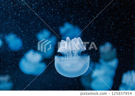underwater photography jellyfish Blue Blubber Jelly, Catostylus mosaicus underwater photography jellyfish Blue Blubber Jelly, Catostylus mosaicus 125837954