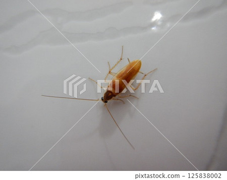 Pantanal insects 125838002