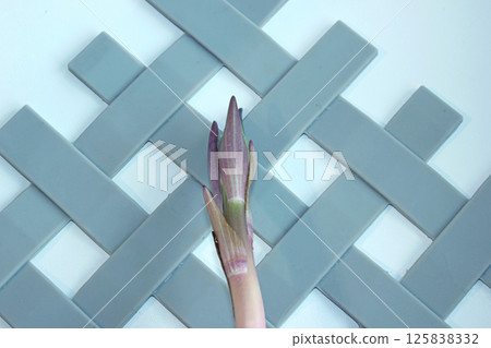 Seedling of lily flowers in preparation for planting in a pot 125838332