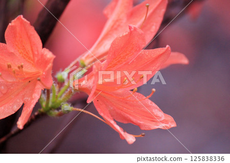 Evergreen growth - rhododendron, during the flowering period. Evergreen growth - rhododendron, during the flowering period. 125838336
