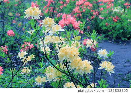 Evergreen growth - rhododendron, during the flowering period. 125838595