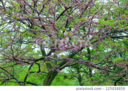 Cersis trees in the botanical garden 125838850