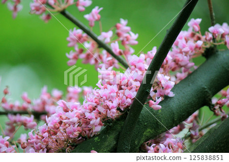 Cersis trees in the botanical garden 125838851