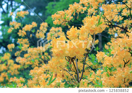 Evergreen growth - rhododendron, during the flowering period. 125838852
