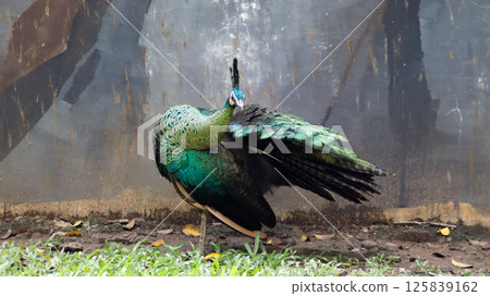 Vibrant Green Peafowl Standing on Grass with Weathered Wall Background in Natural Habitat Setting 125839162