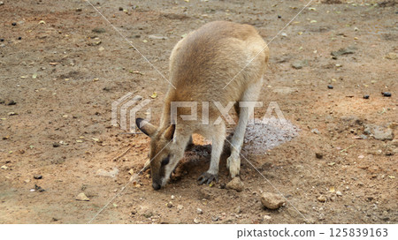 Close-Up of a Wallaby Foraging on Brown Earthy Ground in a Natural Habitat 125839163