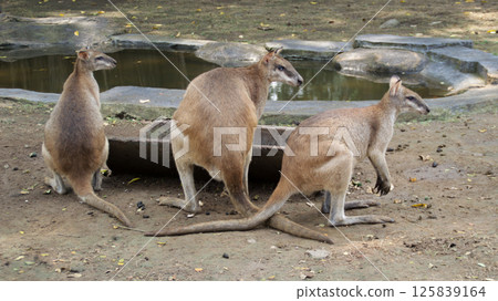 Three Wallabies Resting Beside a Pond on a Sunny Day at a Wildlife Reserve with Natural Brown and Green Background 125839164
