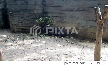 Anoa Resting in Shade of Enclosure with Leaves and Wooden Branch at Zoo Anoa Resting in Shade of Enclosure with Leaves and Wooden Branch at Zoo 125839198