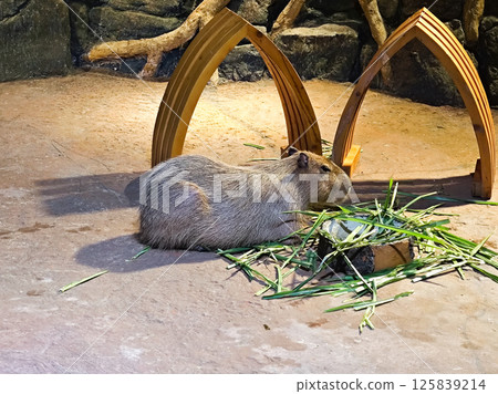Capybara Resting in a Zoo Enclosure with Natural Stone Background 125839214