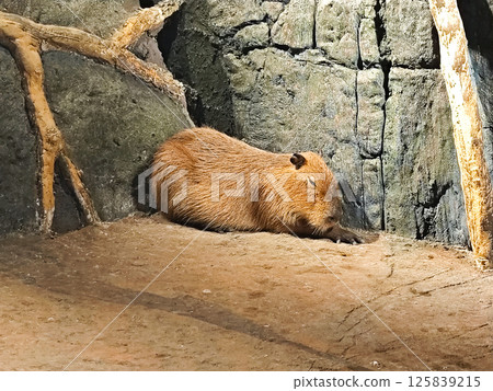 Capybara Resting in a Zoo Enclosure with Natural Stone Background Capybara Resting in a Zoo Enclosure with Natural Stone Background 125839215