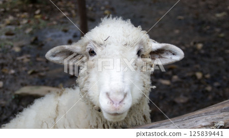 Close-Up of a White Sheep with Fluffy Wool Standing in a Muddy Pen on a Farm Close-Up of a White Sheep with Fluffy Wool Standing in a Muddy Pen on a Farm 125839441