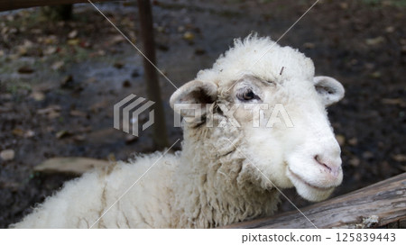 Close-Up of a White Sheep with Fluffy Wool Standing in a Muddy Pen on a Farm Close-Up of a White Sheep with Fluffy Wool Standing in a Muddy Pen on a Farm 125839443