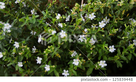 Lush Green Cuphea Hyssopifolia False Heather Plant with Delicate White Flowers in a Garden Setting Lush Green Cuphea Hyssopifolia False Heather Plant with Delicate White Flowers in a Garden Setting 125839448