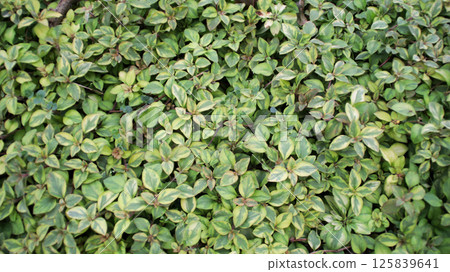 Lysimachia Congestiflora Walkabout Sunset Plant with Dense Variegated Green and Yellow Foliage in a Natural Garden Setting Lysimachia Congestiflora Walkabout Sunset Plant with Dense Variegated Green and Yellow Foliage in a Natural Garden Setting 125839641