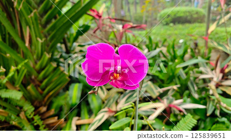 Vibrant Purple Orchid in Full Bloom Against a Lush Green Tropical Garden Background Captured in Natural Daylight 125839651