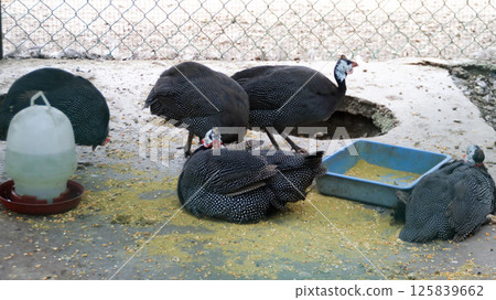 Guinea fowls feeding in a dusty enclosure with scattered corn grains and a blue plastic feeder under bright daylight Guinea fowls feeding in a dusty enclosure with scattered corn grains and a blue plastic feeder under bright daylight 125839662