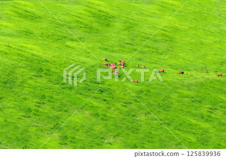 A herd of sika deer grazing on the prairie 125839936