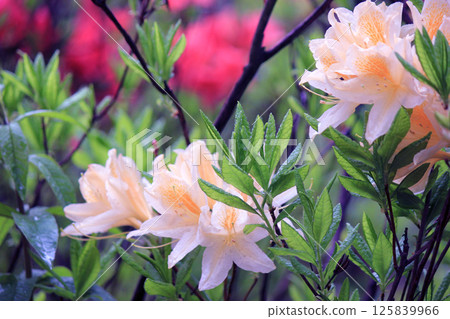 Evergreen growth - rhododendron, during the flowering period. 125839966