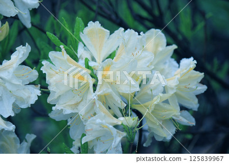 Evergreen growth - rhododendron, during the flowering period. 125839967