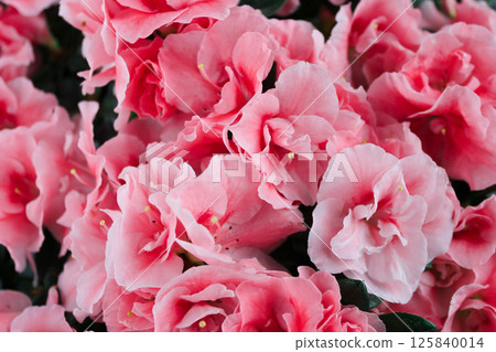 Lush flowers of gentle azalea. Buds of a pink shade. 125840014