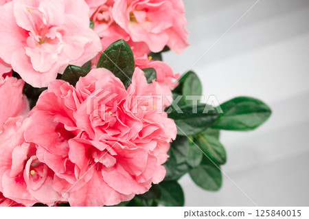 Lush flowers of gentle azalea. Buds of a pink shade. 125840015