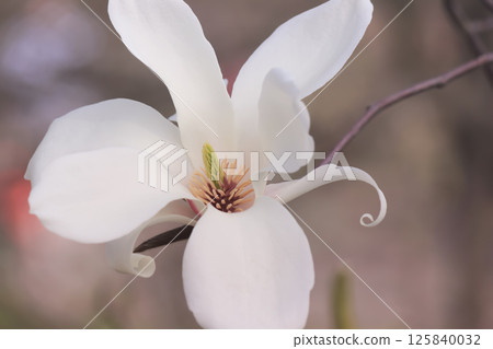 White magnolia in the spring garden. White magnolia in the spring garden. 125840032