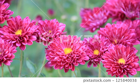 Burgundy daisies in the garden Burgundy daisies in the garden 125840038