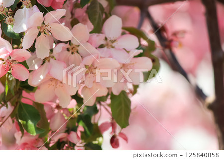 Blooming apple tree. Summer time. Blooming apple tree. Summer time. 125840058