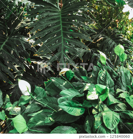 A variety of tropical plants on a warm summer day 125840060
