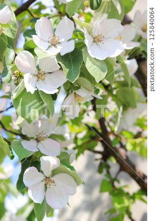 Blooming apple tree. Summer time. 125840064