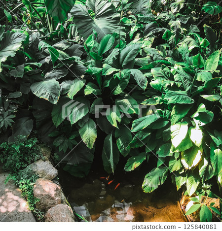 A variety of tropical plants on a warm summer day A variety of tropical plants on a warm summer day 125840081