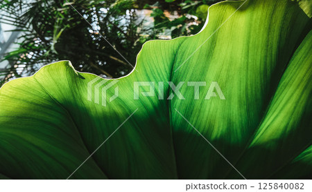 Large greenery leaf of tropical plant, texture 125840082