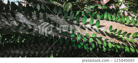 Tropical tree trunk with needles and leaves Tropical tree trunk with needles and leaves 125840085
