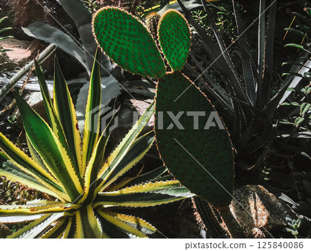Various tropical plants, green cactus Various tropical plants, green cactus 125840086