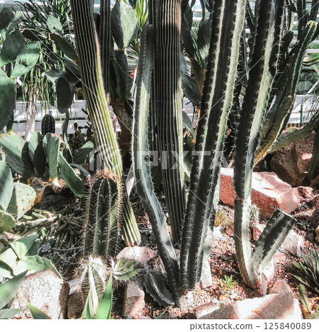 Various tropical plants on a warm summer day, cacti 125840089