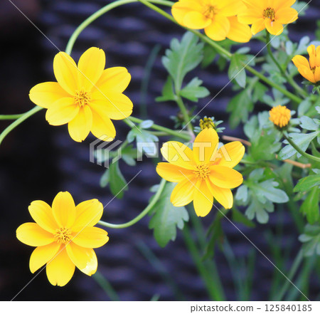 Little yellow flowers in the park. 125840185