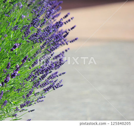 Blooming lavender bush in the park. Blooming lavender bush in the park. 125840205